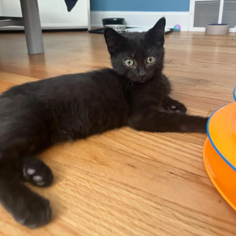 A baby small-sized male Black Domestic Short Hair cat named Typhoon for adoption in Evanston, IL