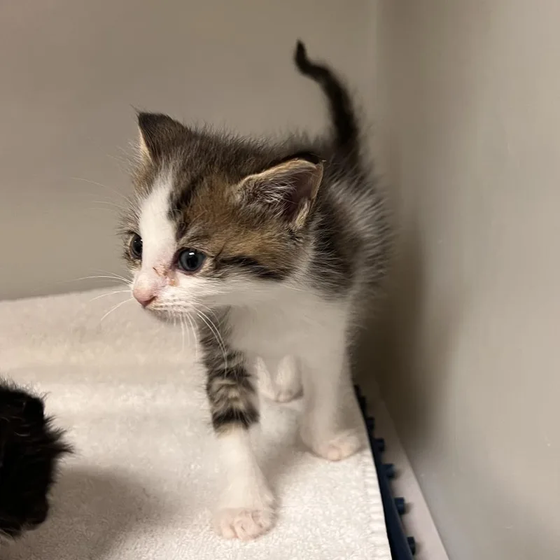 A baby small-sized male Domestic Short Hair cat named Caspian for adoption in Harrisonburg, VA