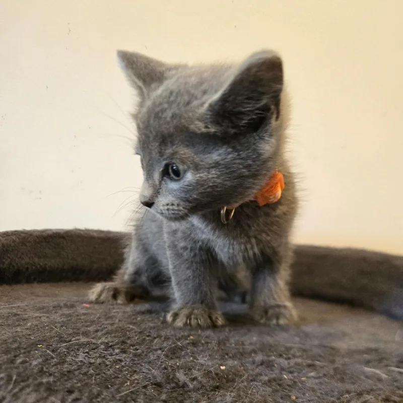 A baby small-sized male Black Domestic Short Hair cat named Zigzag in Parsonsburg for adoption in Alexandria, VA