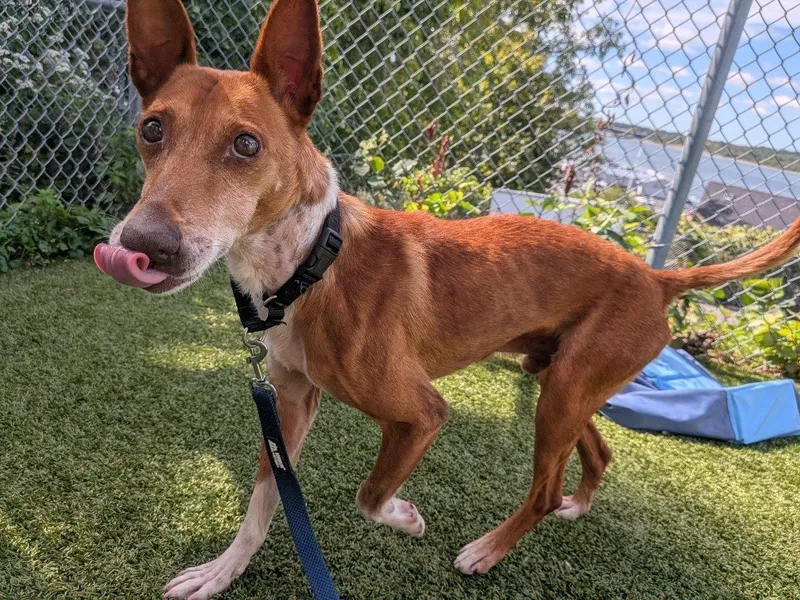 A senior medium-sized male Portuguese Podengo dog named Dorado for adoption in Fall River, MA