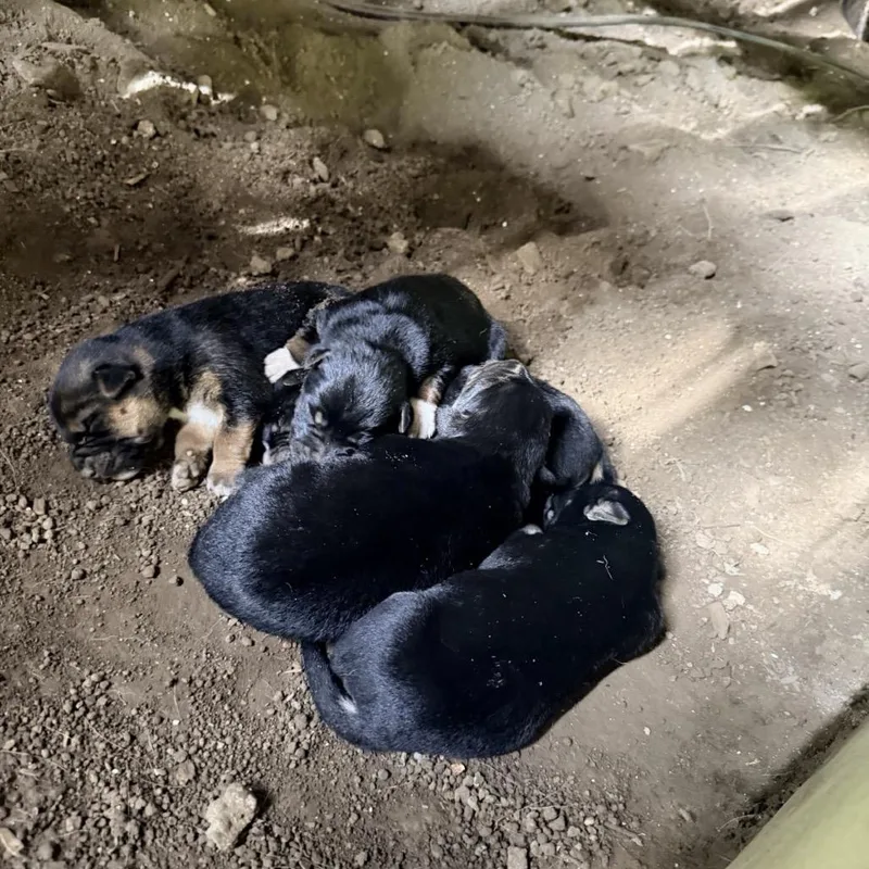 A baby small-sized male Black Cattle Dog dog named Eeyore for adoption in Springboro, OH