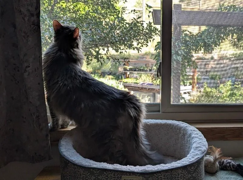 A senior medium-sized male Domestic Long Hair cat named Rickey for adoption in Fort Collins, CO