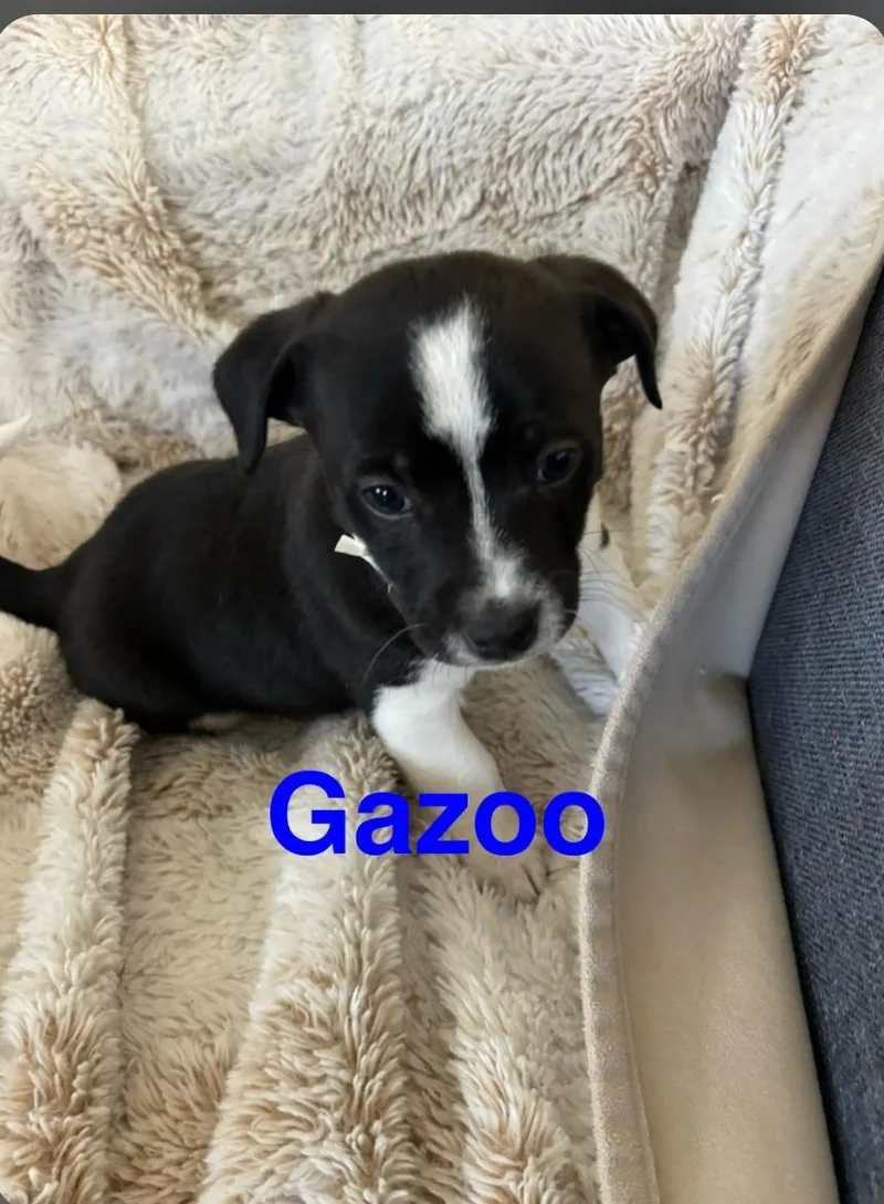 Gazoo