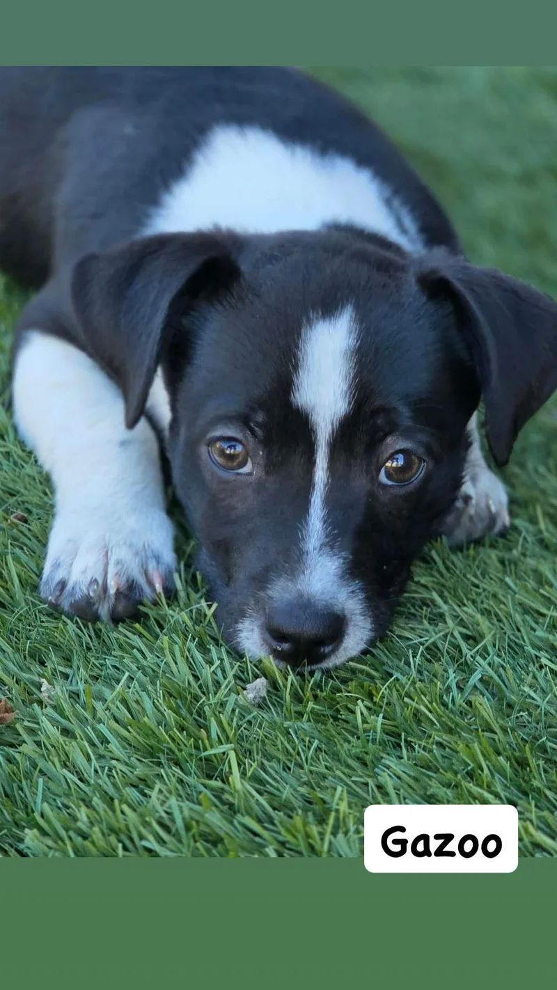 Gazoo thumbnail 3