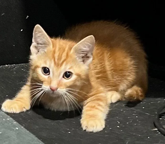 A baby medium-sized male Domestic Short Hair cat named Acadia for adoption in Cromwell, KY