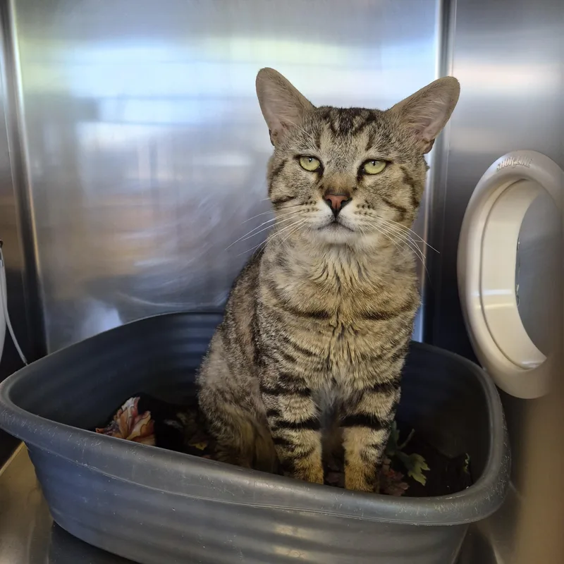 An adult large-sized male Tabby (Gray / Blue / Silver) Domestic Short Hair cat named Kiki for adoption in Sierra Vista, AZ