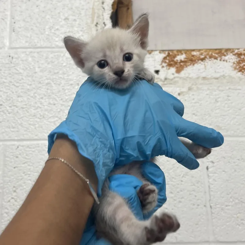 A baby small-sized male White Domestic Short Hair cat named Marvin for adoption in Edinburg, TX