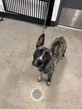 A young medium-sized female Black Pit Bull Terrier dog named Moon Pie for adoption in Cleveland, OH