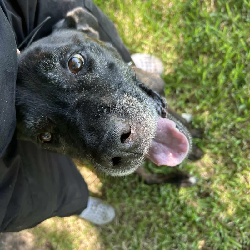 A senior large-sized male Boxer dog named Major for adoption in Pearland, TX