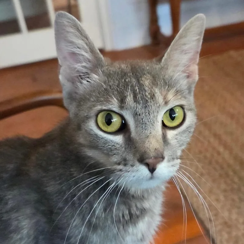 An adult medium-sized female Tabby (Gray / Blue / Silver) Dilute Tortoiseshell cat named Summer for adoption in Maple Shade, NJ