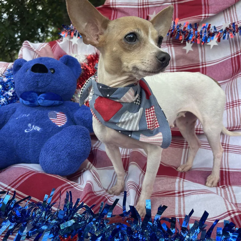 A young small-sized female Chihuahua dog named Girly for adoption in Sebring, FL