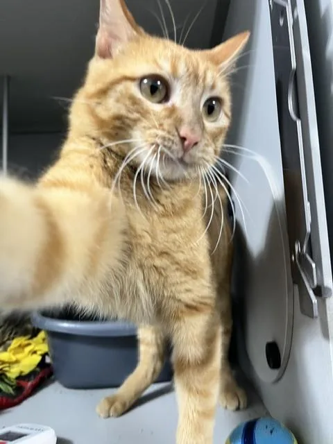 An adult medium-sized male Tabby (Orange / Red) Domestic Short Hair cat named Kairo for adoption in Anoka, MN