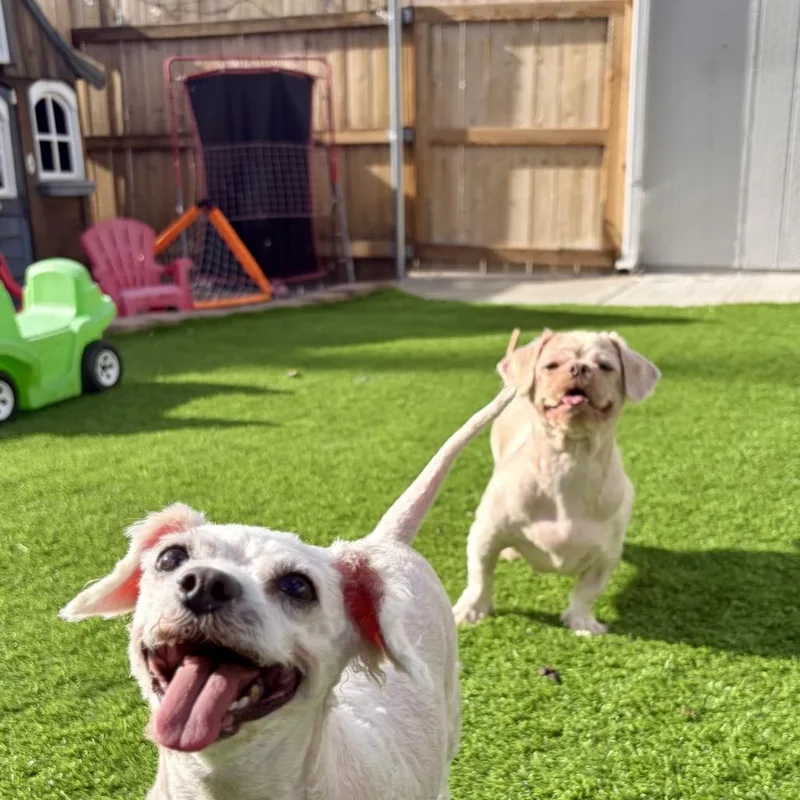 An adult small-sized female Apricot / Beige Shih Tzu dog named Charlyi for adoption in Prescott, AZ