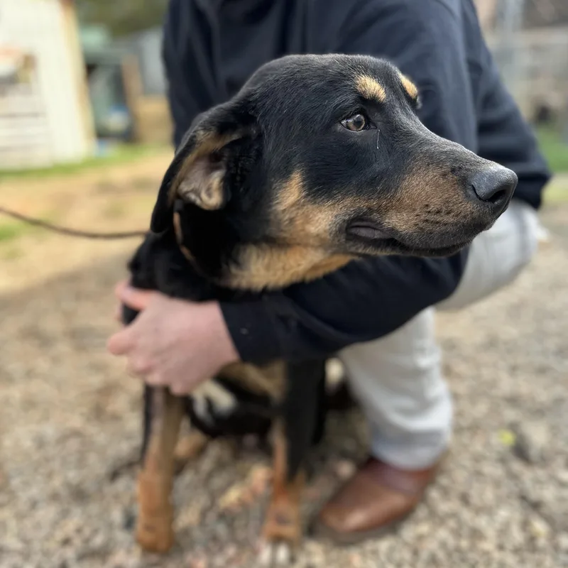 Moe Mentum thumbnail 2