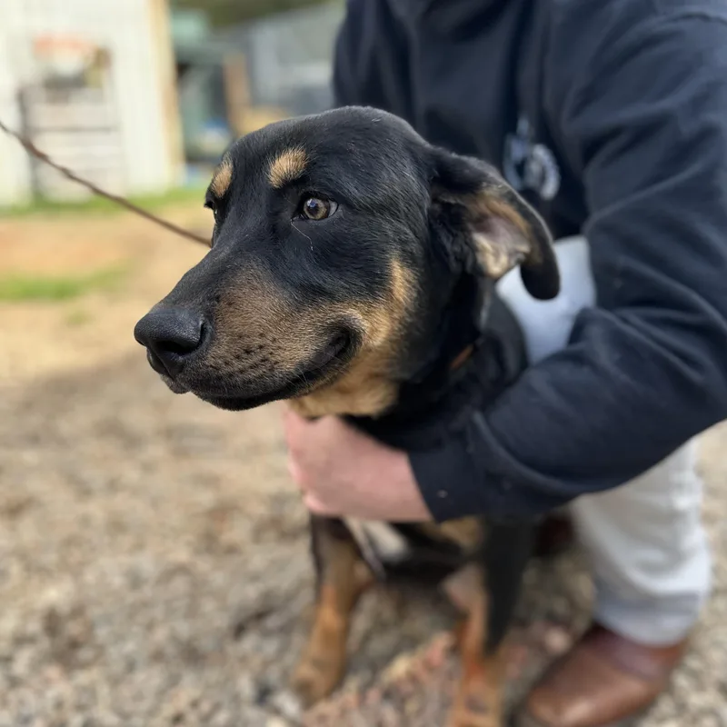 Moe Mentum thumbnail 4