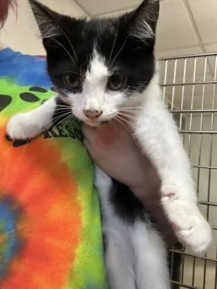A young medium-sized male Domestic Short Hair cat named Terakota for adoption in Cincinnati, OH