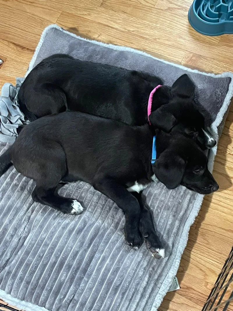 Baby Clyde thumbnail 2