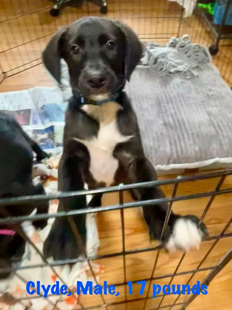 Baby Clyde thumbnail 3