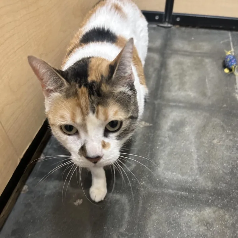 An adult small-sized female Calico Domestic Short Hair cat named Kali for adoption in Hemet, CA