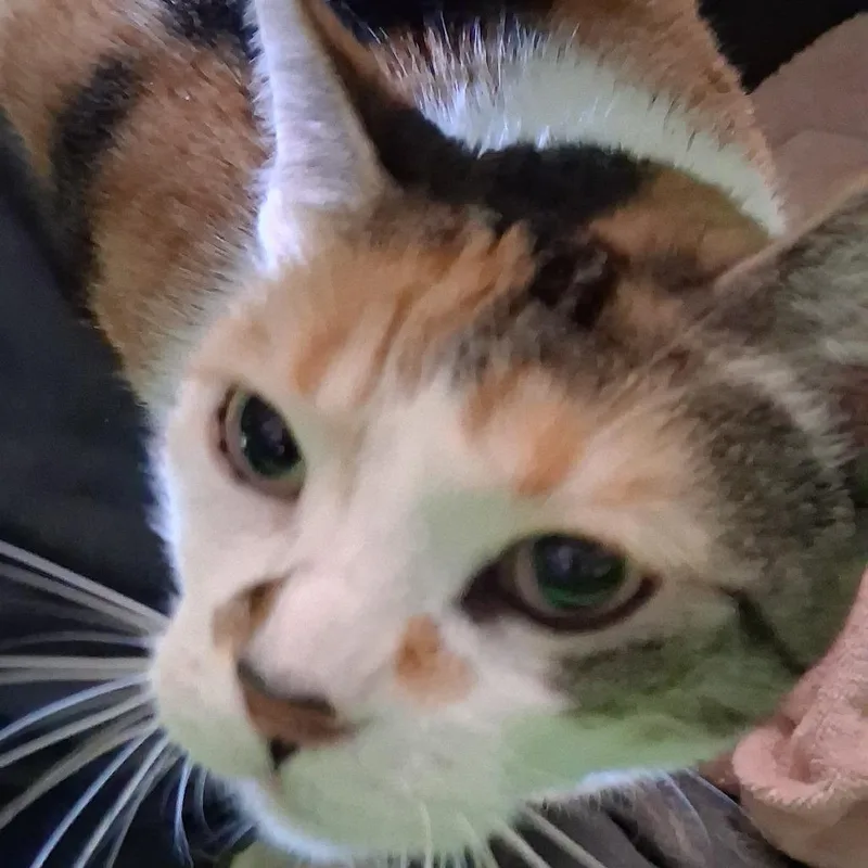 Kali thumbnail 2