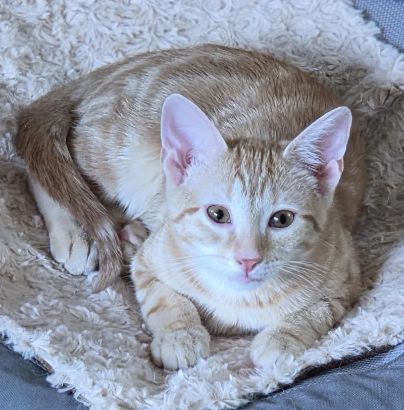 A baby medium-sized male Orange / Red Domestic Short Hair cat named Vegas for adoption in Pittsboro, NC