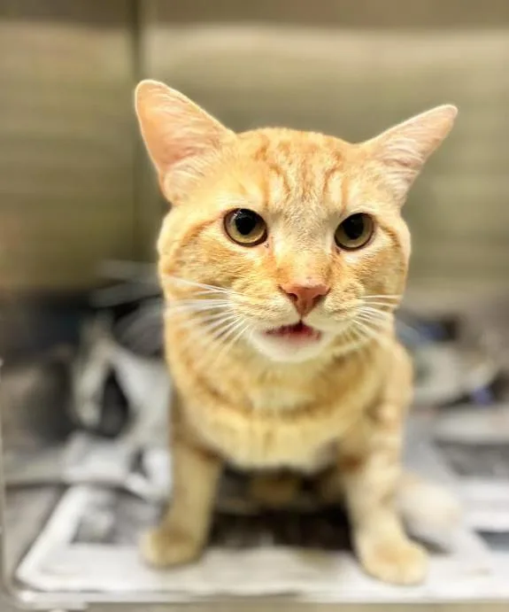 A young medium-sized male Orange / Red Domestic Short Hair cat named Arty for adoption in Cicero, IL