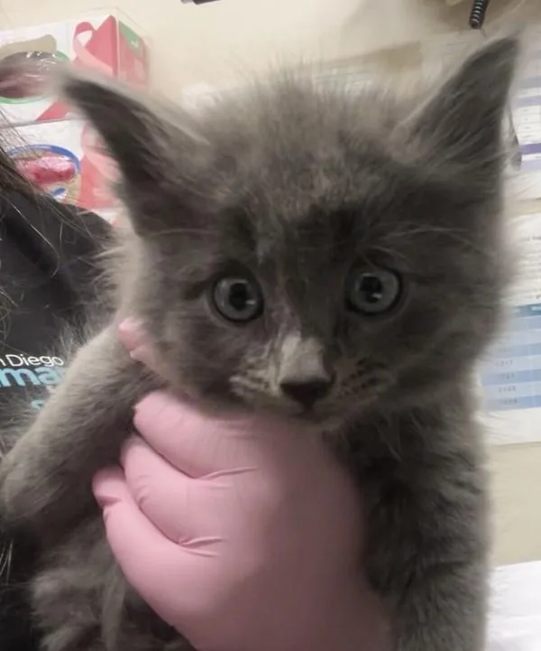 A baby small-sized female Domestic Long Hair cat named Chiffon for adoption in El Cajon, CA
