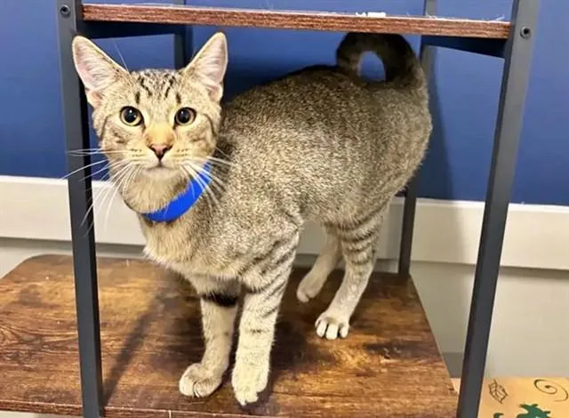 A young small-sized male Domestic Short Hair cat named Simba for adoption in Saint Louis, MO