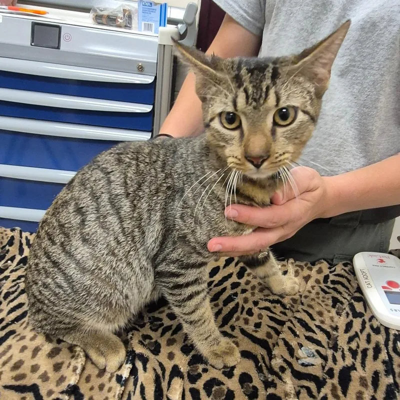 An adult medium-sized male Domestic Short Hair cat named Tnvr for adoption in Lake Panasoffkee, FL