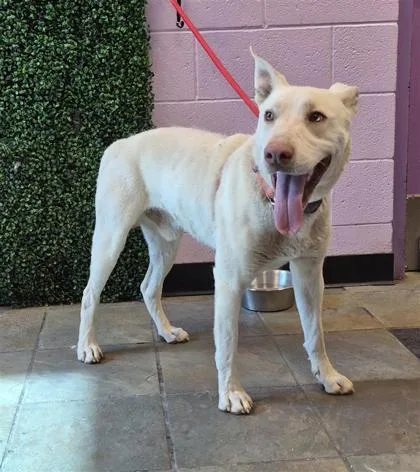 An adult large-sized male White / Cream Mixed Breed dog named Sosa for adoption in El Paso, TX