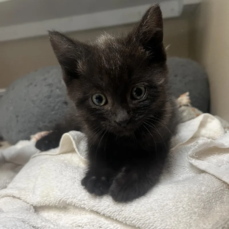 A baby small-sized male Black Domestic Medium Hair cat named United for adoption in Durango, CO
