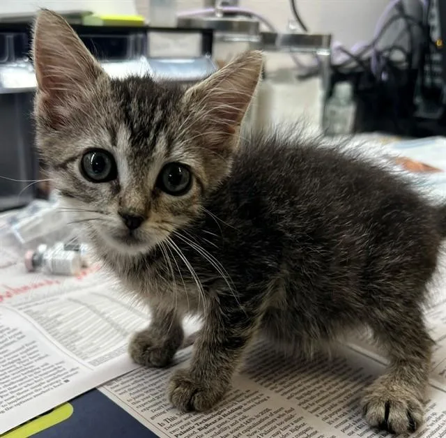 A baby small-sized female Domestic Short Hair cat named Stella for adoption in Houston, TX