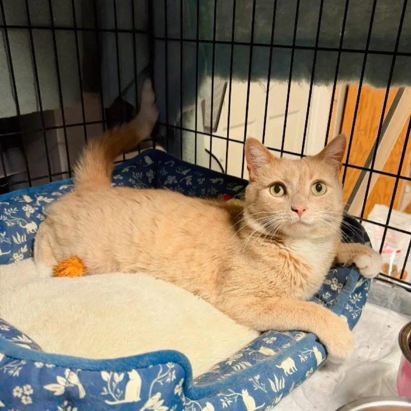 A baby small-sized male Buff / Tan / Fawn Domestic Short Hair cat named Fate for adoption in Pocono Summit, PA