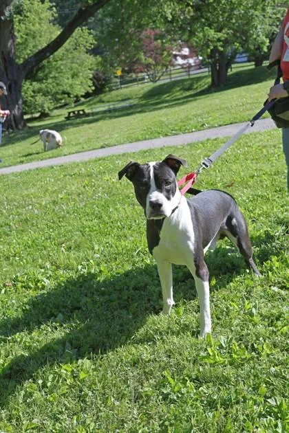 An adult medium-sized male Mixed Breed dog named Chesney for adoption in West Chester, PA
