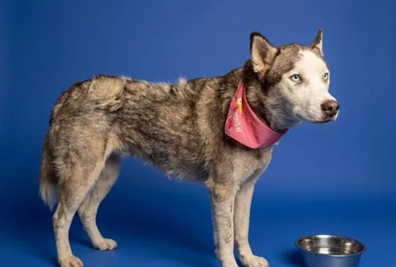A young medium-sized female Siberian Husky dog named Skiddo for adoption in Baldwin Park, CA