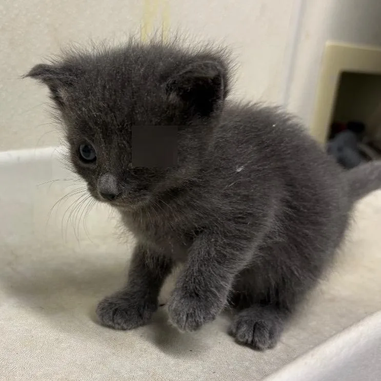A baby small-sized female Gray / Blue / Silver Domestic Short Hair cat named Lavender for adoption in San Gabriel, CA