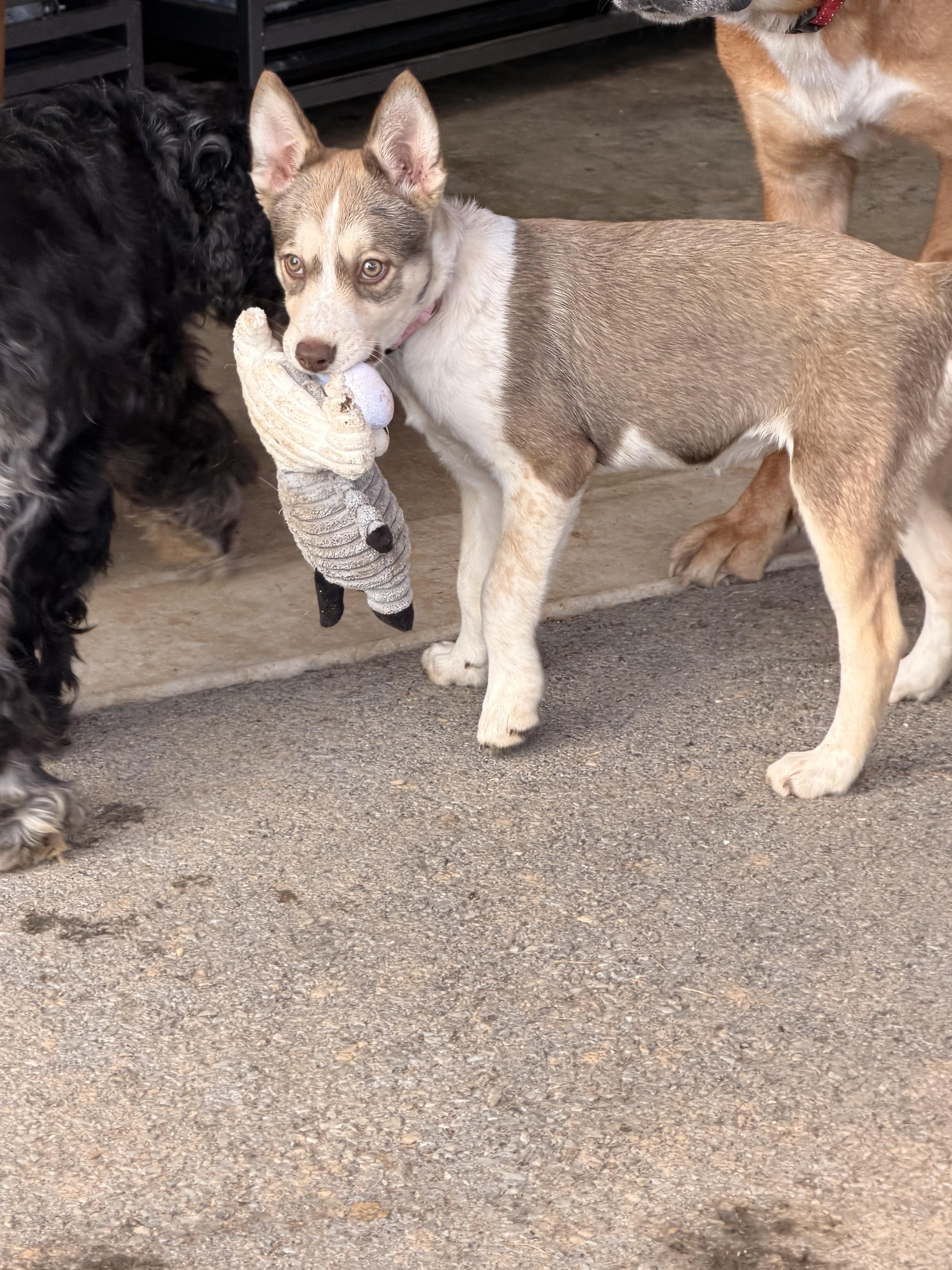 A baby medium-sized female Chihuahua dog named Jumanji for adoption in Houston, TX
