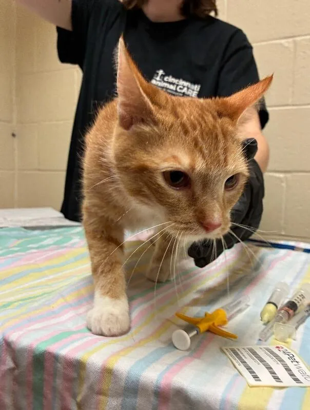 An adult medium-sized female Orange / Red Domestic Short Hair cat named Honey Nut for adoption in Cincinnati, OH