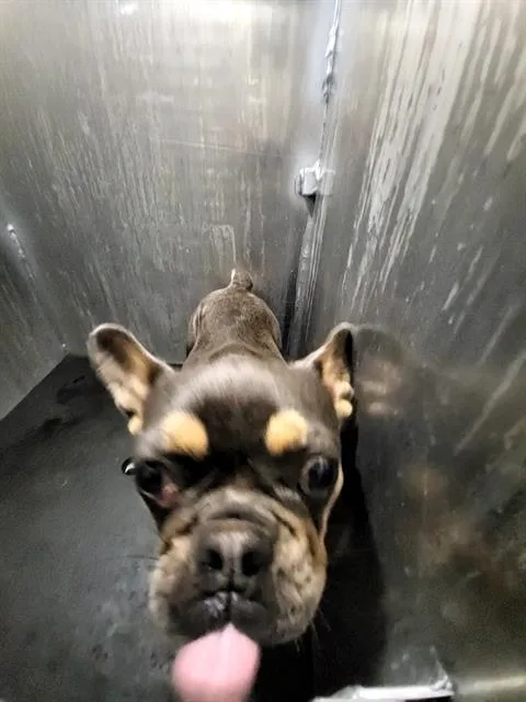 An adult small-sized female French Bulldog dog named Princess for adoption in San Antonio, TX