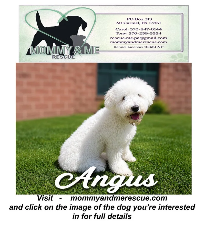 Angus thumbnail 2