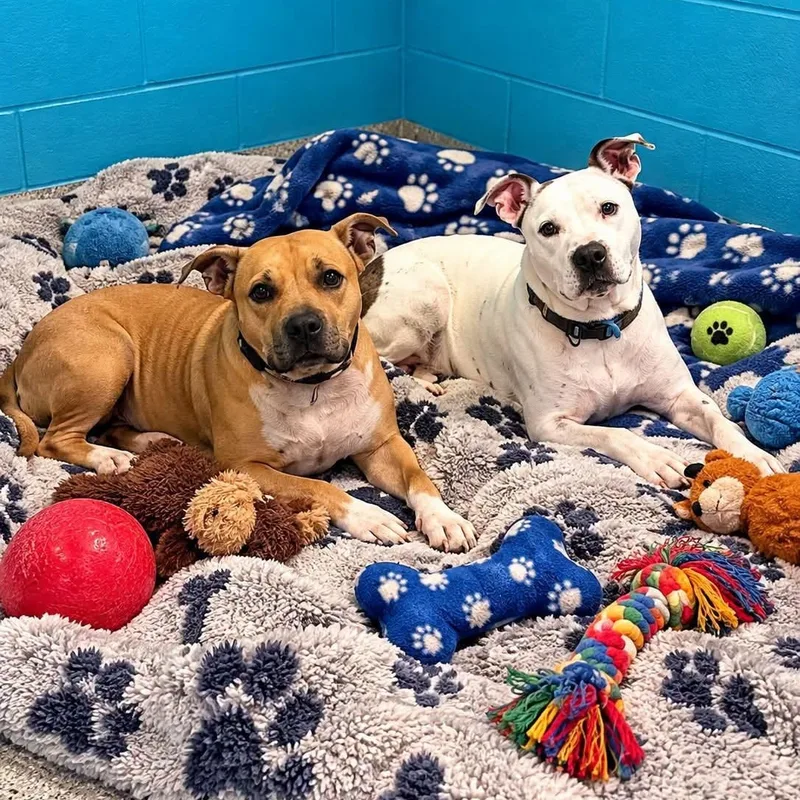 An adult medium-sized male Mixed Breed dog named Kanin and Buddy for adoption in Warren, OH