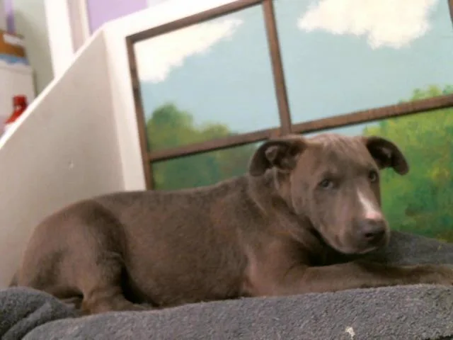 A baby small-sized male Staffordshire Bull Terrier dog named Miles for adoption in Houston, TX