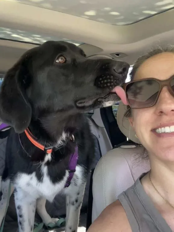 A young medium-sized female Black Labrador Retriever dog named Dottie for adoption in Davis, CA