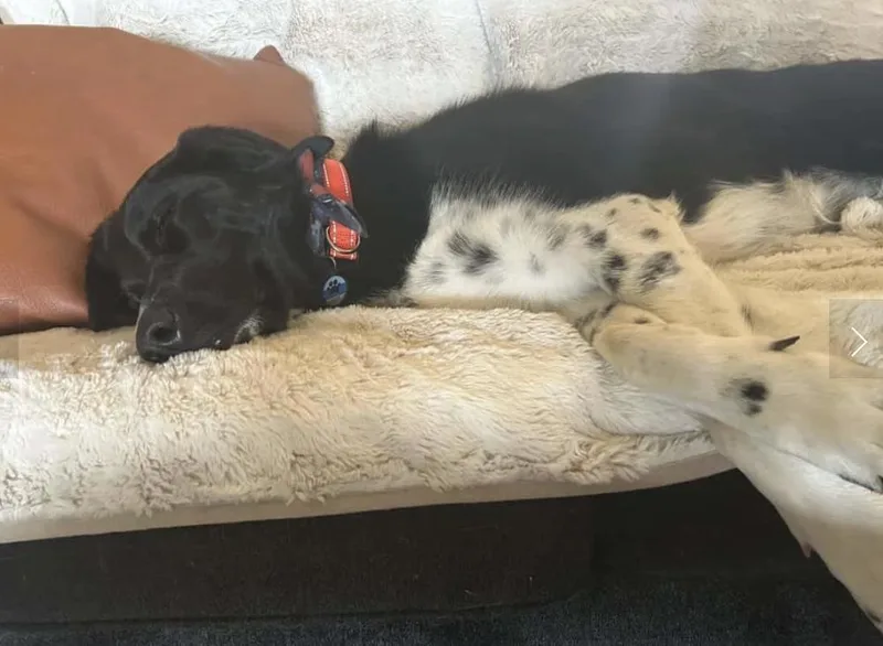 Dottie thumbnail 6
