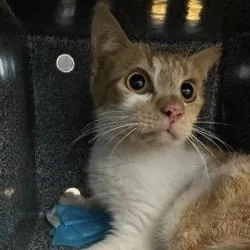 An adult medium-sized female Orange / Red Domestic Short Hair cat named Sandbar Shark for adoption in Sarasota, FL