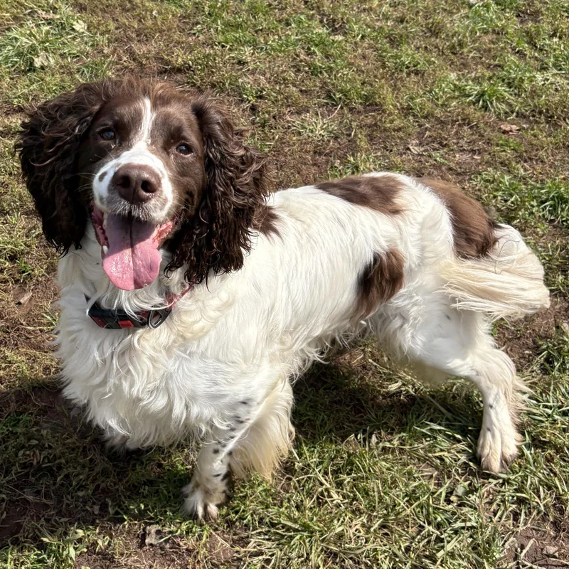 A senior medium-sized male Brown / Chocolate English Springer Spaniel dog named Stone for adoption in North Haven, CT