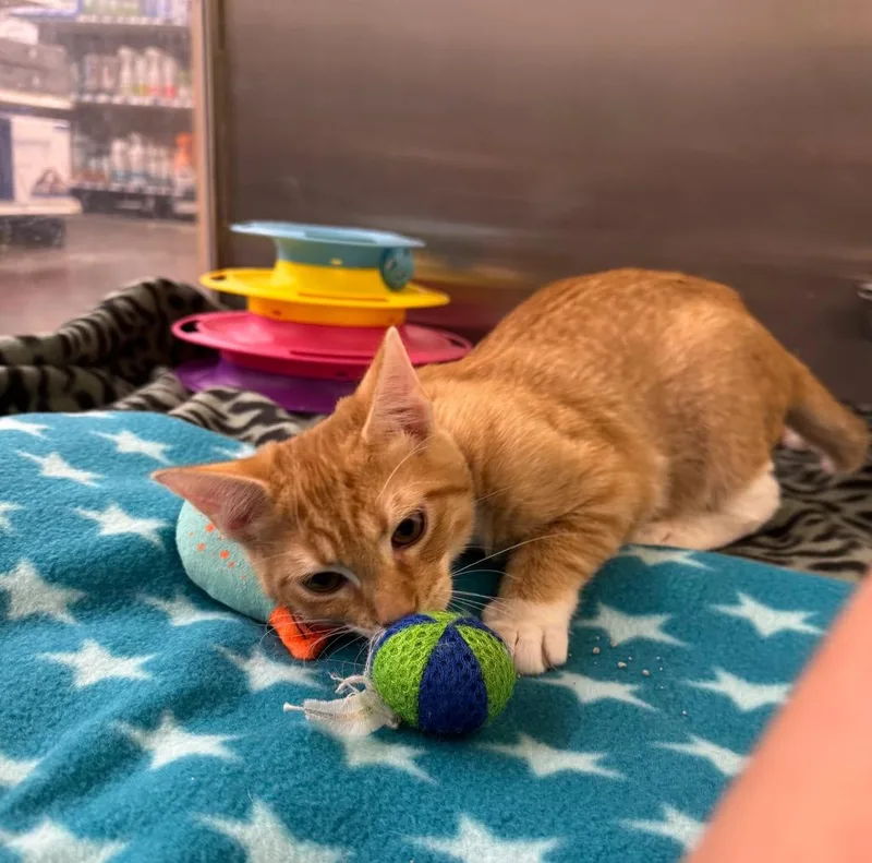 A baby medium-sized male Domestic Short Hair cat named Luobo for adoption in Fort Lupton, CO