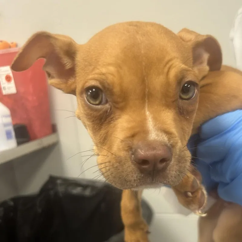 A baby small-sized male Red / Chestnut / Orange American Staffordshire Terrier dog named Treaty Oak for adoption in Greenville, SC