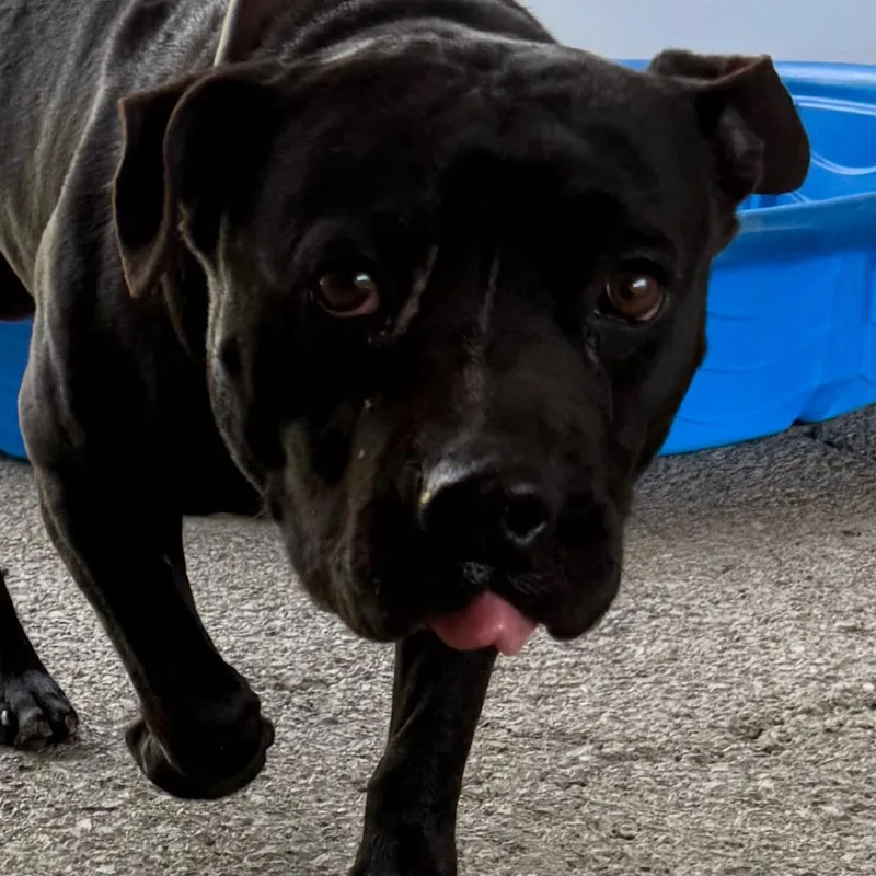 A baby large-sized male Black Mixed Breed dog named Funk for adoption in Jacksonville, AR