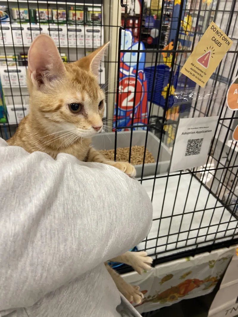 A baby medium-sized female Orange / Red Domestic Short Hair cat named Ginger for adoption in Salinas, CA